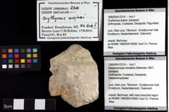 Foto (Objket + Etiketten) von Glaessneropsis heraldica (Moericke 1897) 